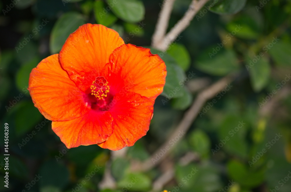 Flower and Gardening in nature.Garden flora in a beautiful park for relaxation.
Flower and Gardening in nature.Garden flora in a beautiful park for relaxation.