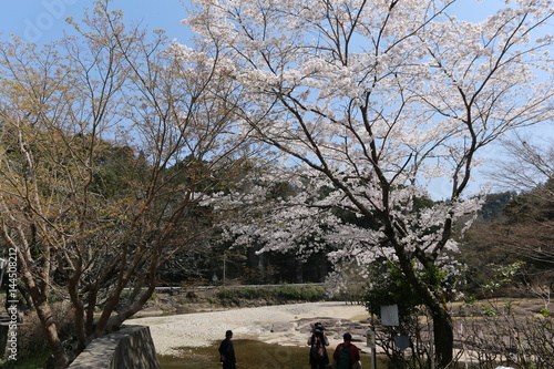 室生口大野 駅前の桜 