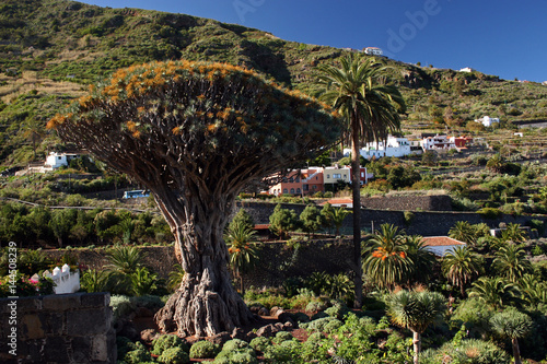 Ancient Dragon Tree, Icod de los vinos, Tenerife, Canary Islands, Spain