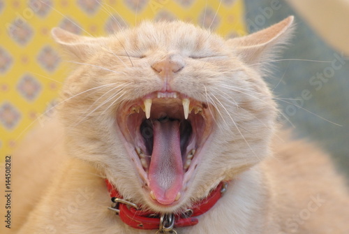 Bouche de chat ouverte