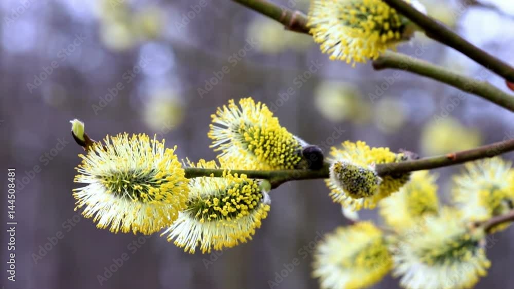 Pussy willow branches blooming at spring. closeup Pussy willow branches blooming at spring. closeup