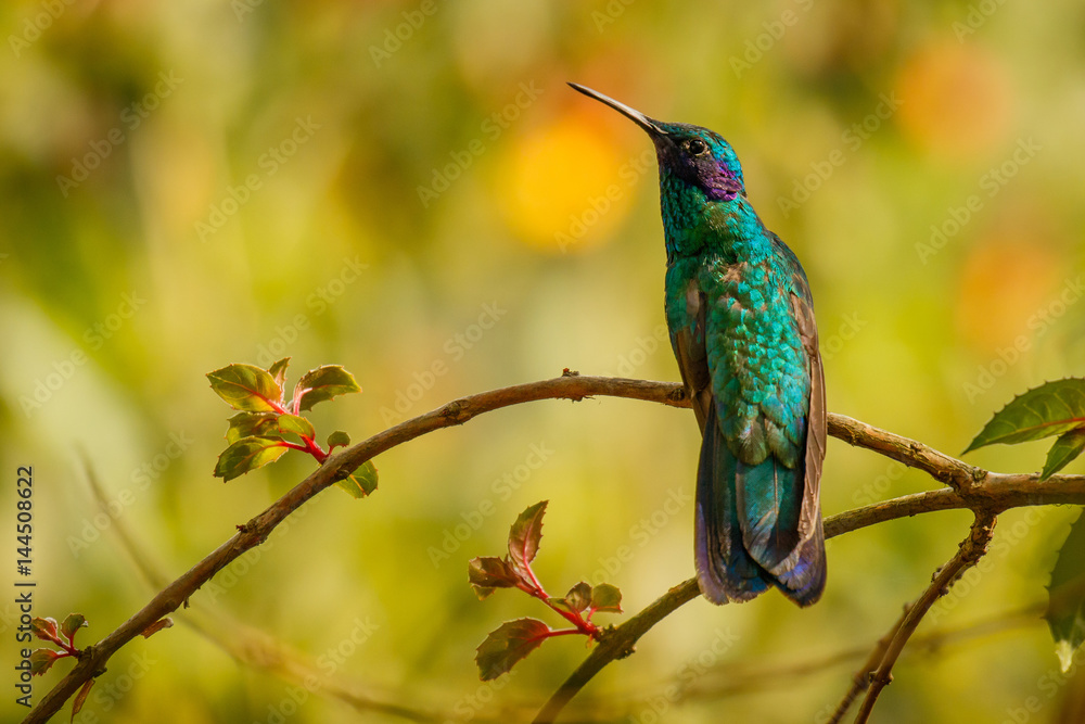 Sitting Green Violet-ear hummingbird in Manizales in Colombia Sitting Green Violet-ear hummingbird in Manizales in Colombia