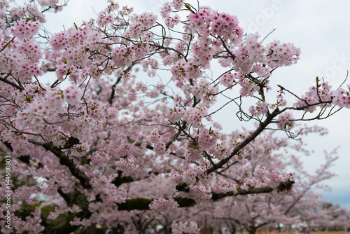 Wallpaper Mural cherry blossom in japan Torontodigital.ca
