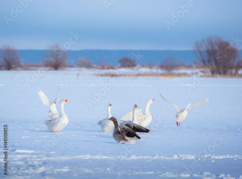 A flock of white geese and one gray goose on the snow