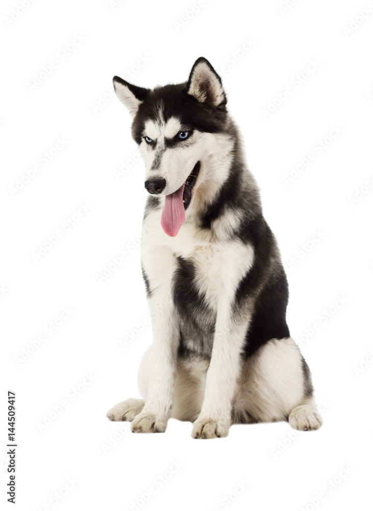 Siberian husky on white background