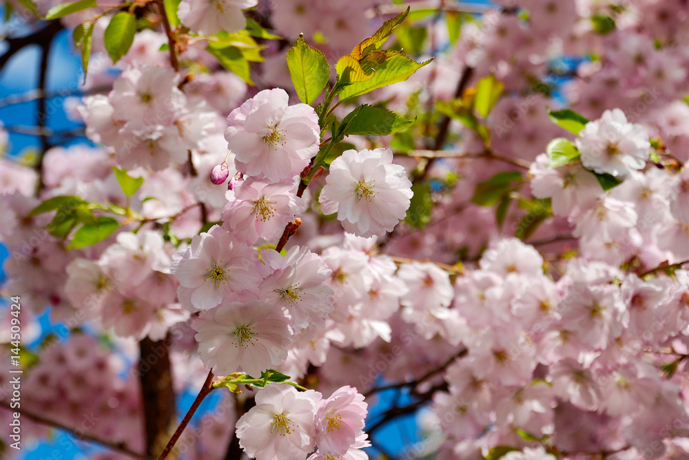Obraz premium Sakura in Bloom