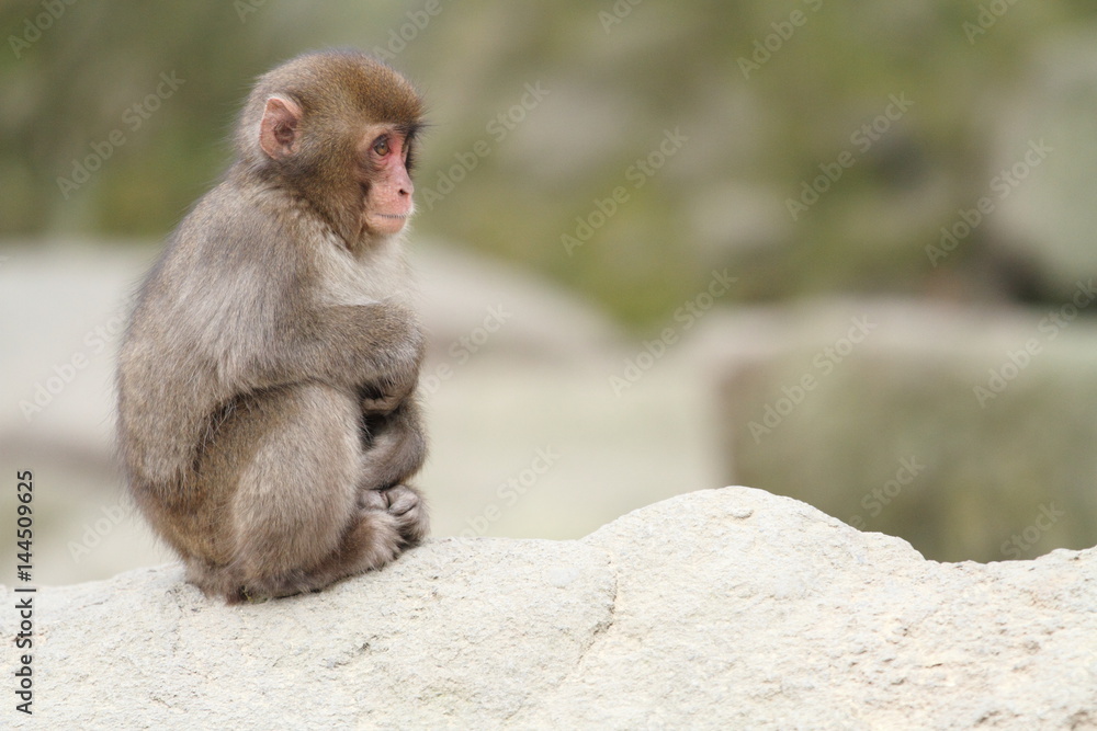 wild Japanese baby monkey in Beppu, Oita, Japan