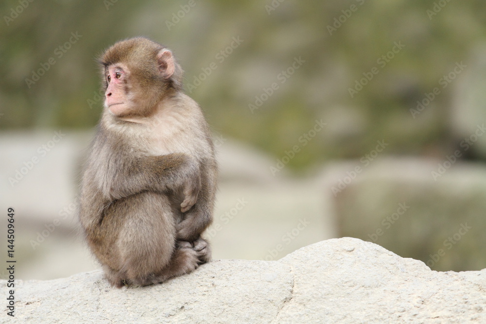 wild Japanese baby monkey in Beppu, Oita, Japan