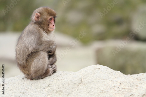 wild Japanese baby monkey in Beppu, Oita, Japan © ziggy