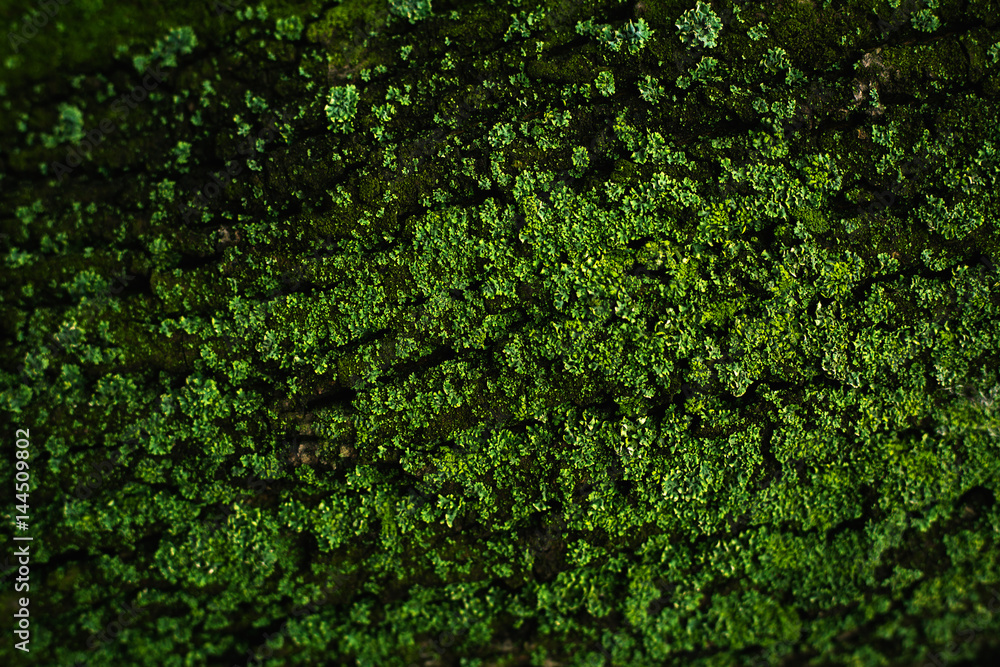 Background of moss 