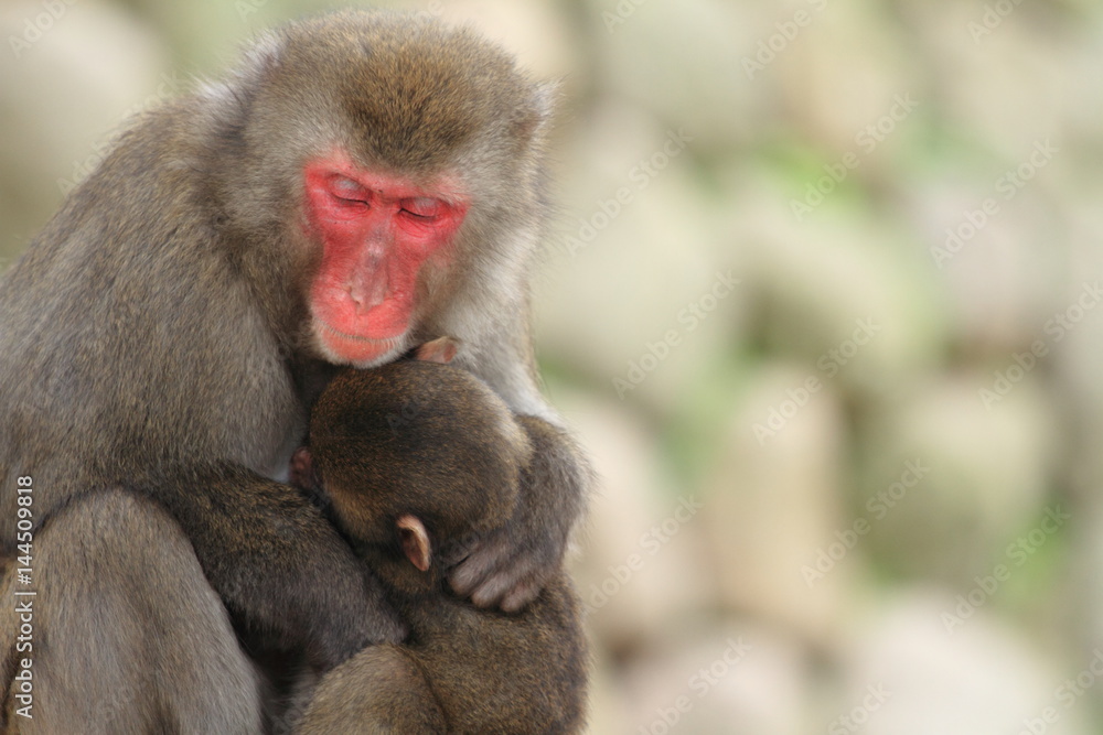 wild Japanese monkeys hugging each other in Beppu, Oita, Japan