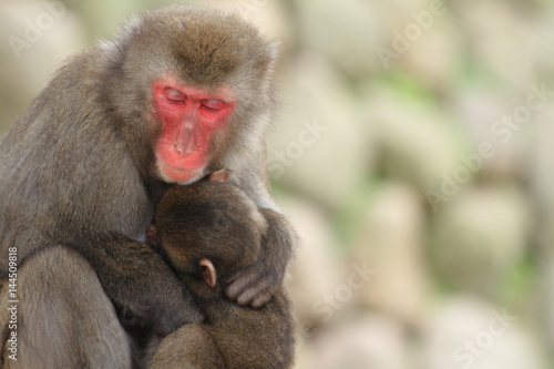 wild Japanese monkeys hugging each other in Beppu  Oita  Japan