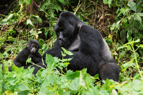 Silverback with a young gorilla in a rainforest