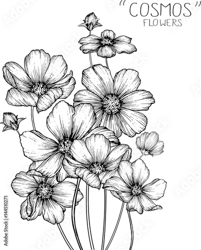 drawing cosmos flowers clip-art or illustration.