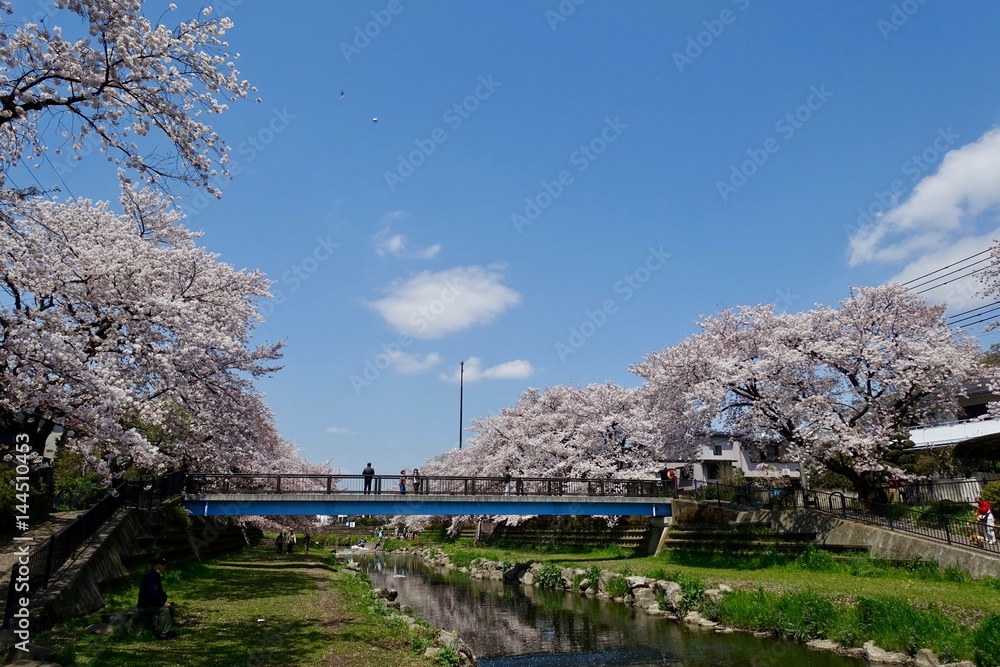 野川の桜