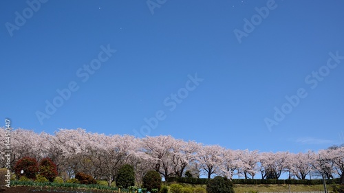 Cherry blossoms and blue sky in japanese spring