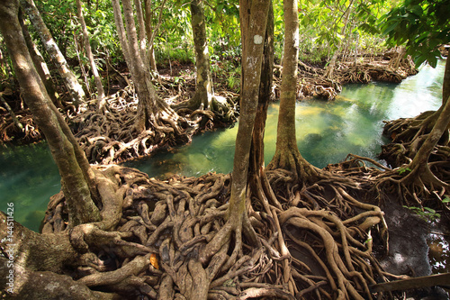 Tha Pom , Emerald Pool is unseen pool in mangrove forest at Krabi in Thailand.