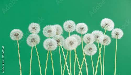 Dandelion flower on green color background, group objects on blank space backdrop, nature and spring season concept.