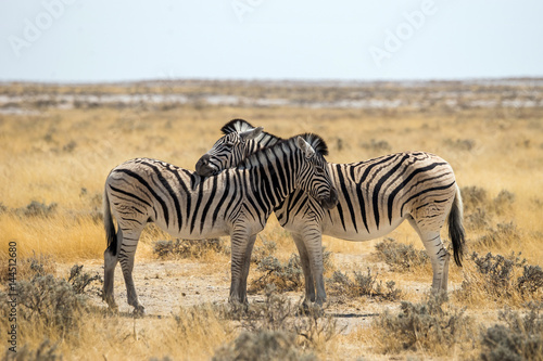 Two hugging zebras in love