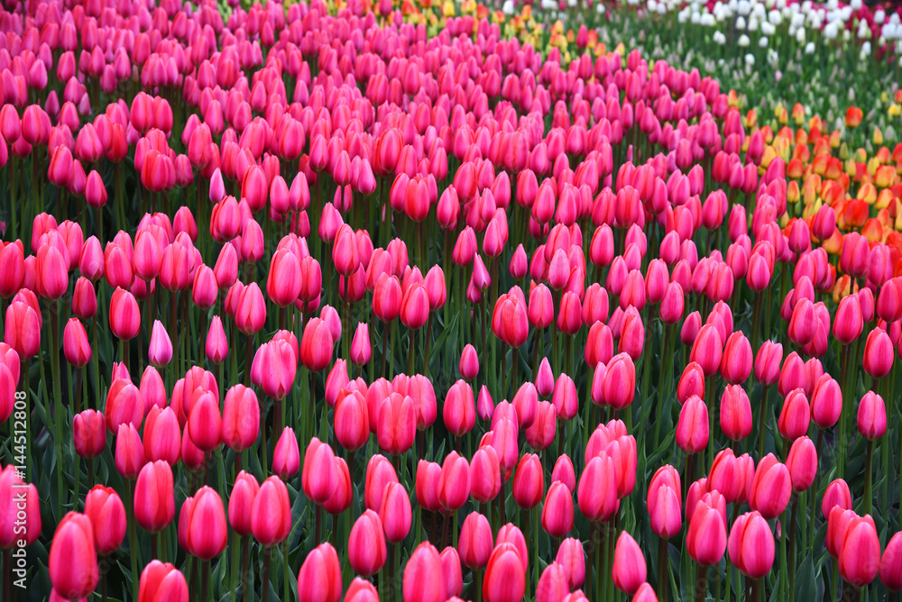 Background of blooming tulips. Emirgan Park. Istanbul, Turkey.