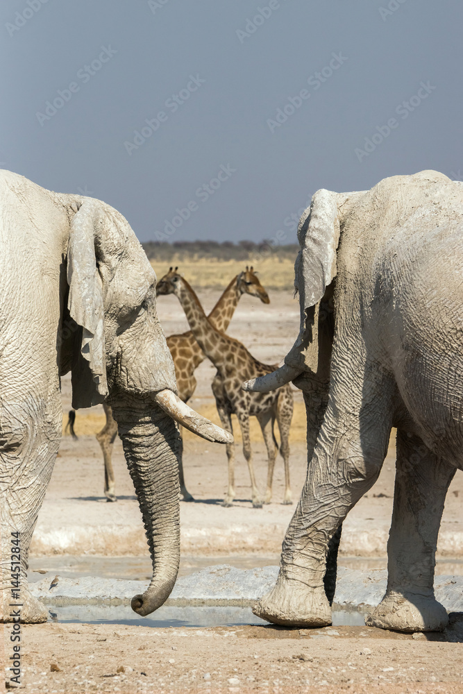 Fototapeta premium 2 african elephants covered in white mud and 2 giraffes at Nebrownii waterhole in Etosha national park, Namibia