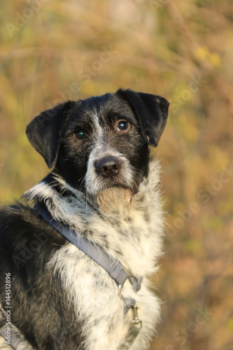 Augenkrankheit beim Hund (Hochformat)