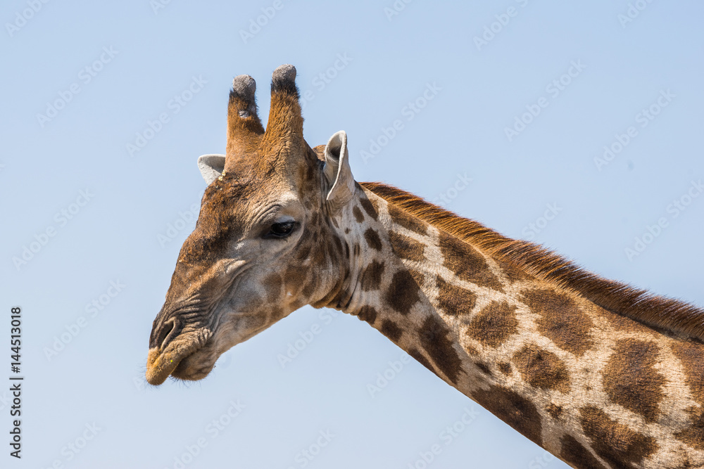 Angolan giraffe (Giraffa camelopardalis) head and neck. Etosha national park, Namibia Angolan giraffe (Giraffa camelopardalis) head and neck. Etosha national park, Namibia