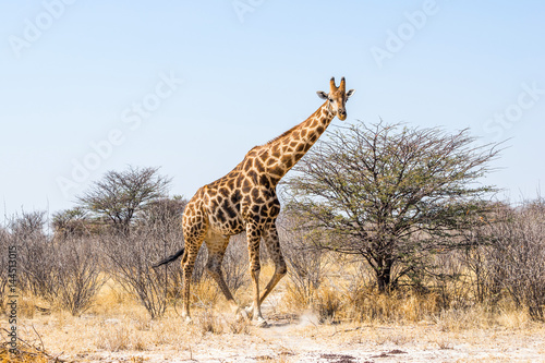 Male giraffe walking in african bush. Etosha national park, Namibia.