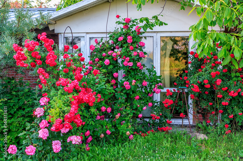 Beautiful red blooming rose flower bush in home garden at countryside at summer. Decorations and gardening Beautiful red blooming rose flower bush in home garden at countryside at summer. Decorations and gardening