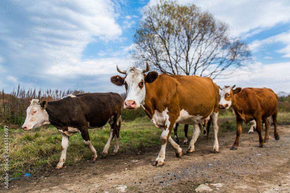 A herd of cows on road going home.