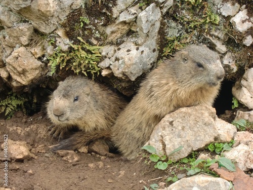 Obraz na płótnie marmots in the wilderness w salonie