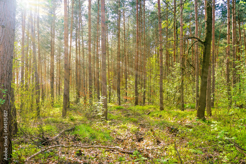 Kiefernwald in Abendsonne