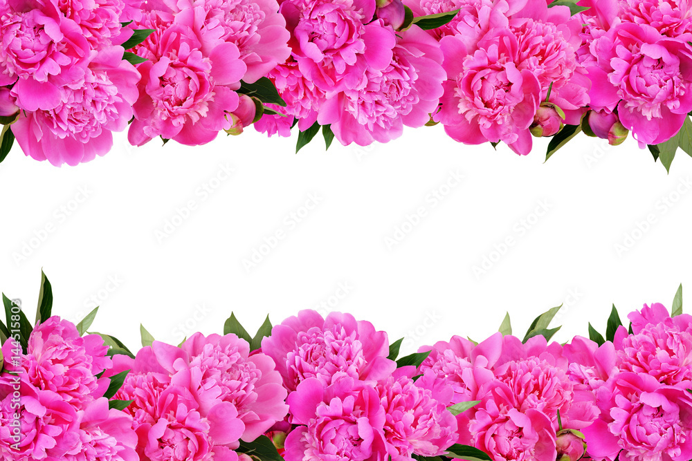 Pink peony flowers borders