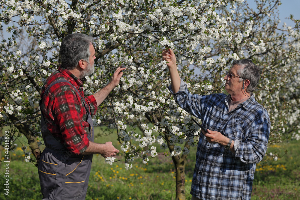 Agronomist and farmer examine blooming cherry trees in orchard, using tablet