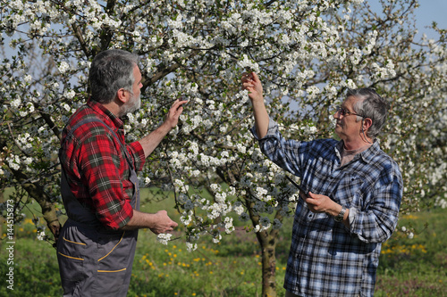 Agronomist and farmer examine blooming cherry trees in orchard, using tablet