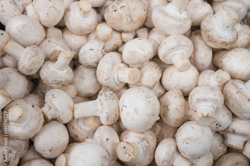 Mushroom texture from the mushrooms. Mushroom background. Mushroom harvest