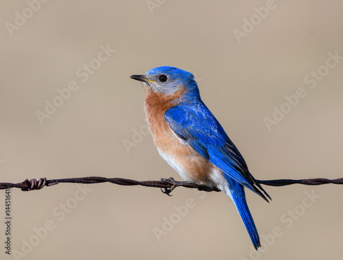 Male Eastern Bluebird Portrait © FotoRequest