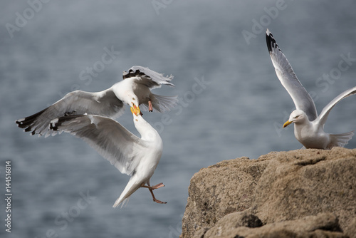 Herring Gull, Sea  Gull, Gulls