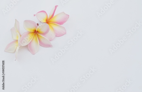 Pink Frangipani isolated on white background. 