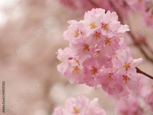 桜・アップ © yukina