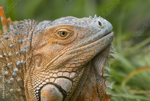 Green Iguana - Costa Rica