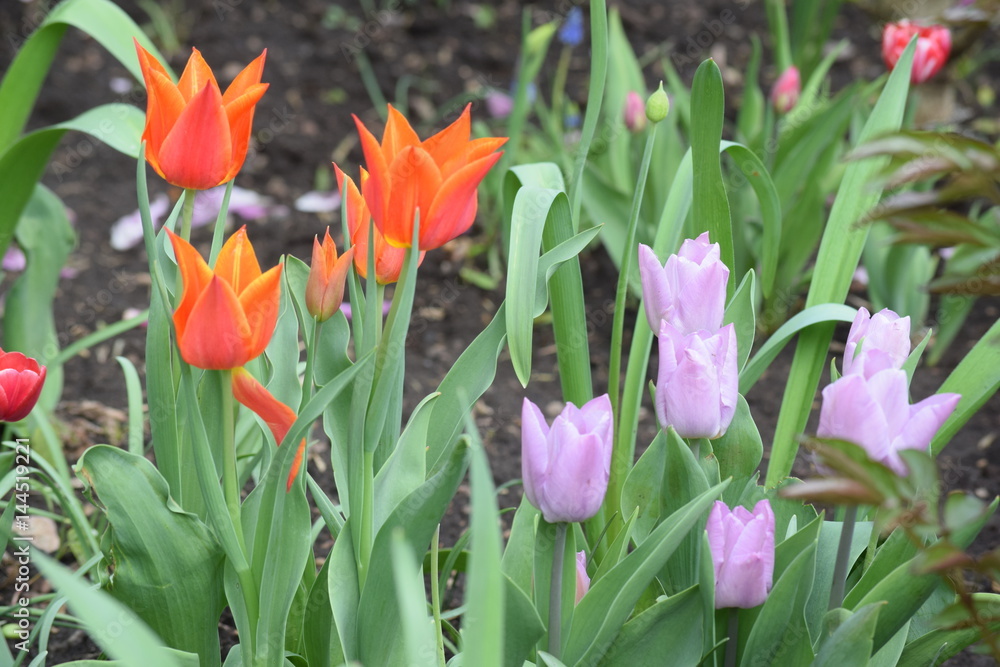 Spring. The clear blue sky. Bloomed bright and delicate crocuses, tulips, daffodils. The ground was covered with colorful flower carpet. Spring. The clear blue sky. Bloomed bright and delicate crocuses, tulips, daffodils. The ground was covered with colorful flower carpet.
