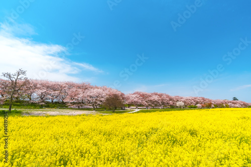 Fotografie canolaflower and cherry blossom, satte city, saitama, japan