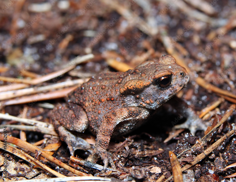 Naklejka premium Kröte