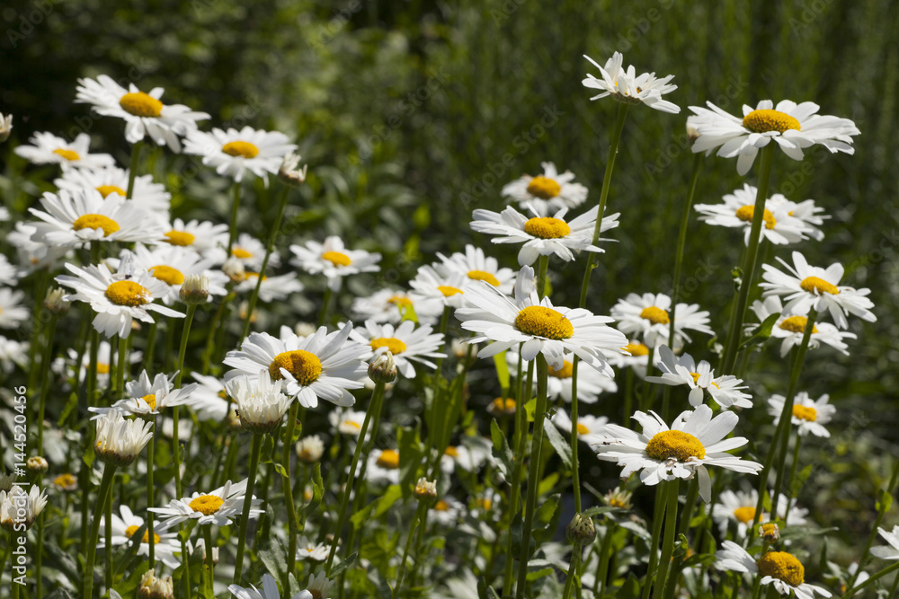 Pyrenäen-Margerite, (Leucanthum maximum, Asteraceae), Pyrenäen-Margerite, (Leucanthum maximum, Asteraceae),
