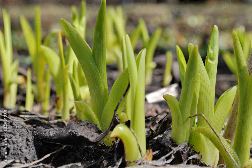 Snowdrops. First sprouts