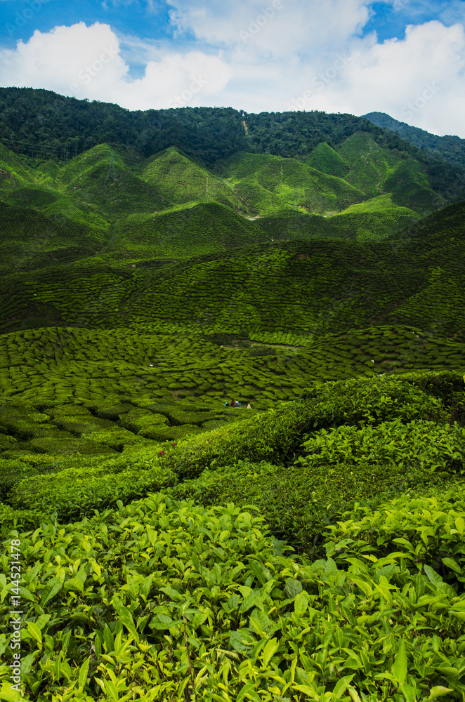 Scenic tea plantation view in the morning at Cameron Highland Malaysia