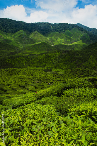 Scenic tea plantation view in the morning at Cameron Highland Malaysia