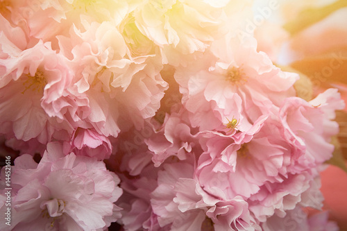 Spring background with flowering Japanese oriental cherry sakura blossom, pink buds with soft sunlight, soft focus © tavrox