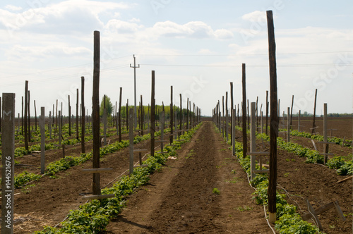 Wooden and concrete poles placed in the field to bolster and protect raspberries